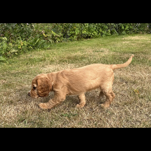 Cocker Spaniel (Working &amp; Show) - Both