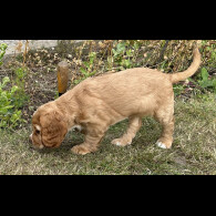 Cocker Spaniel (Working &amp; Show) - Both