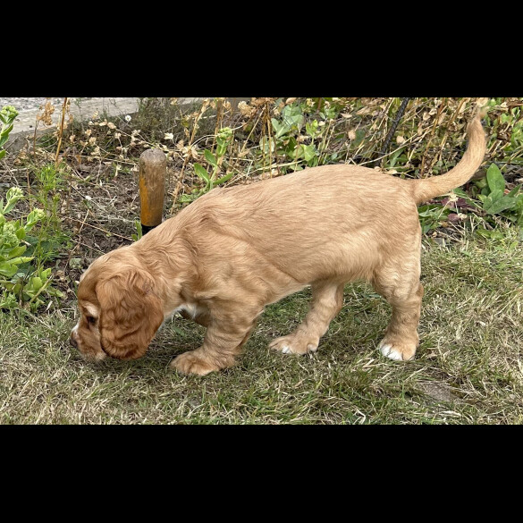 Cocker Spaniel (Working &amp; Show) - Both