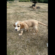Cocker Spaniel (Working &amp; Show) - Both
