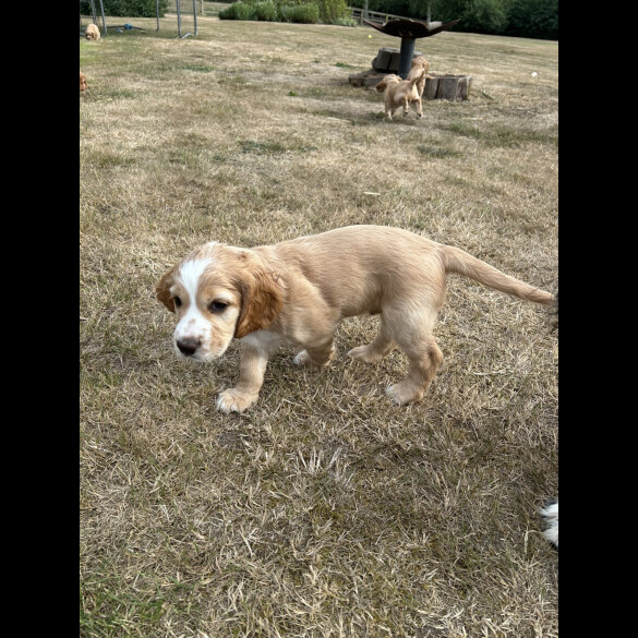 Cocker Spaniel (Working &amp; Show) - Both
