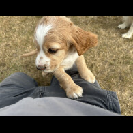 Cocker Spaniel (Working &amp; Show) - Both