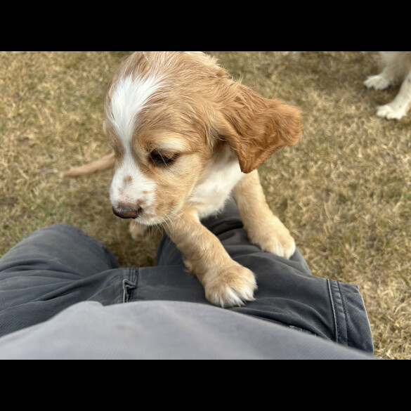 Cocker Spaniel (Working &amp; Show) - Both
