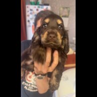 Cocker Spaniel (Show) - Both