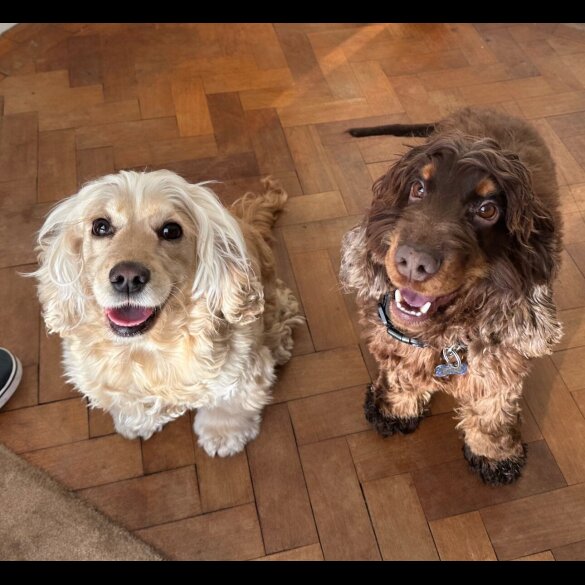 Cocker Spaniel (Show) - Both
