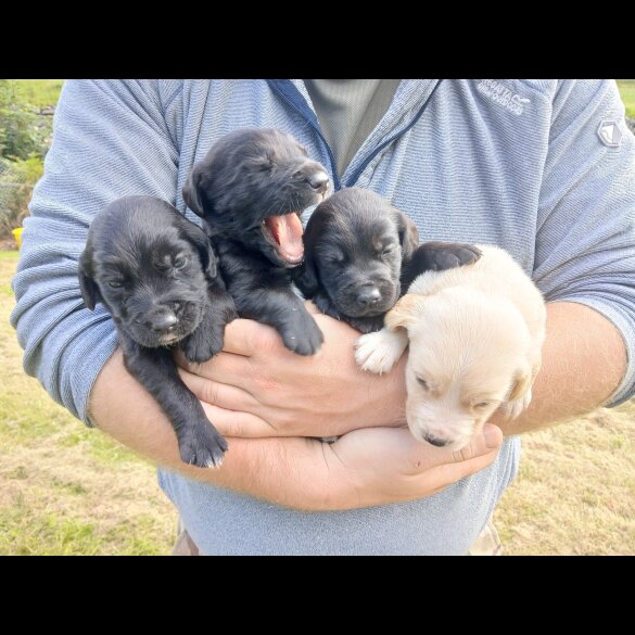 Labrador Retriever - Both