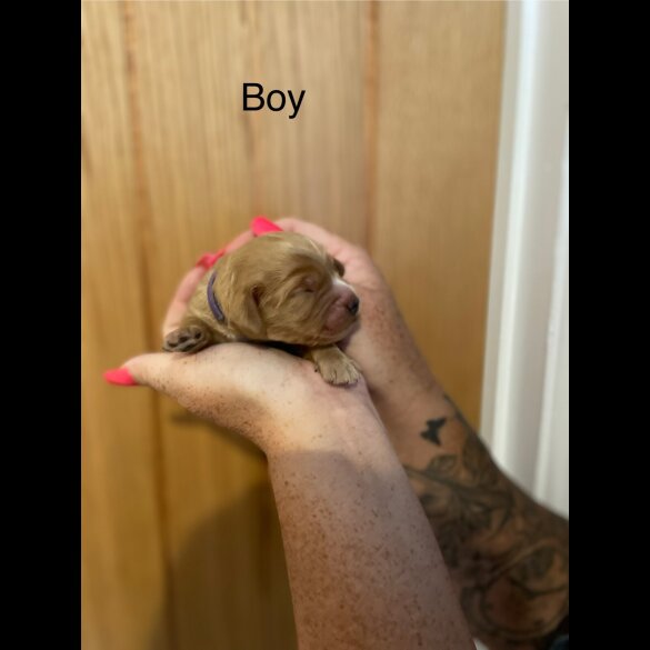 Cockapoo - Both