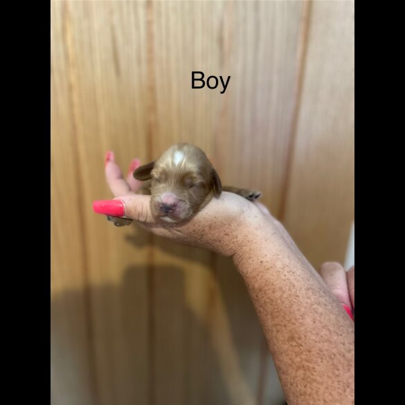Cockapoo - Both