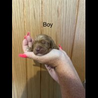 Cockapoo - Both