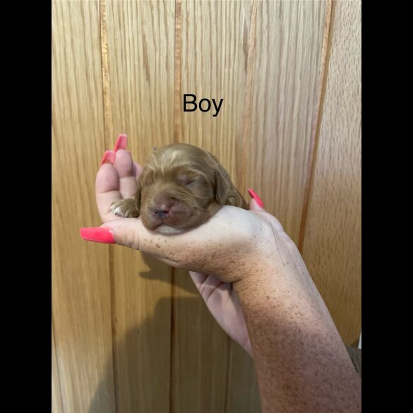 Cockapoo - Both