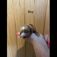 Cockapoo - Both
