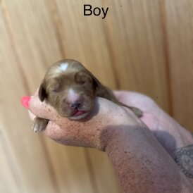 Cockapoo - Both