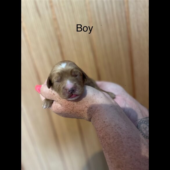Cockapoo - Both