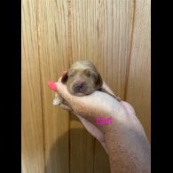 Cockapoo - Both