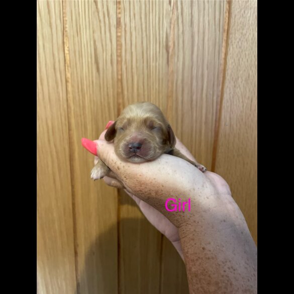 Cockapoo - Both