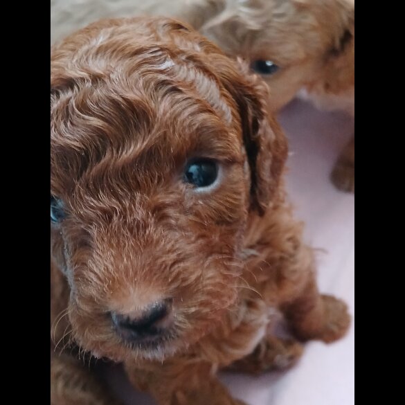 Cockapoo - Both