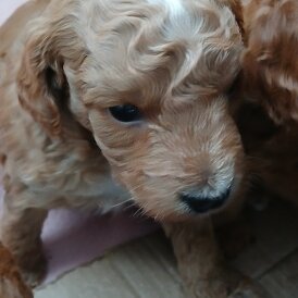 Cockapoo - Both
