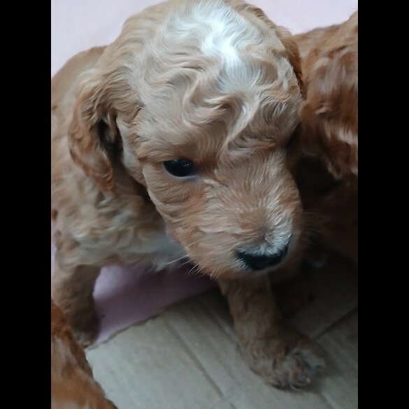 Cockapoo - Both