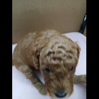 Cockapoo - Both