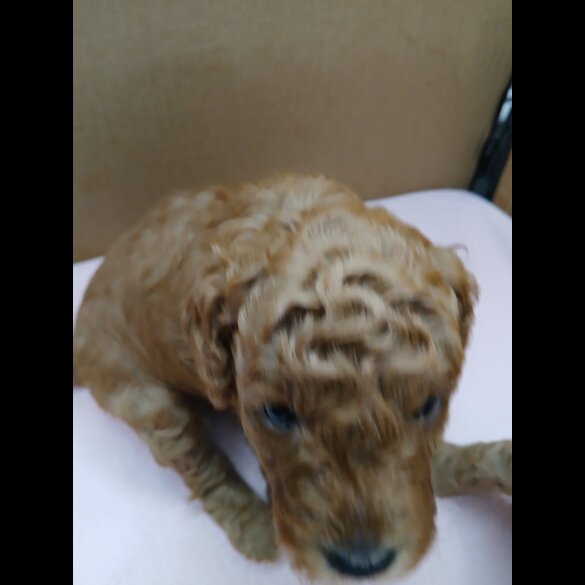 Cockapoo - Both