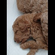 Cockapoo - Both