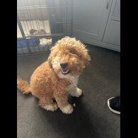 Cockapoo - Both