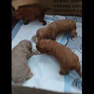 Cockapoo - Both