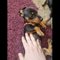 Dachshund (Standard &amp; Miniature) - Bitches