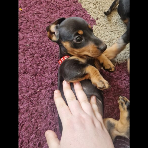 Dachshund (Standard &amp; Miniature) - Bitches
