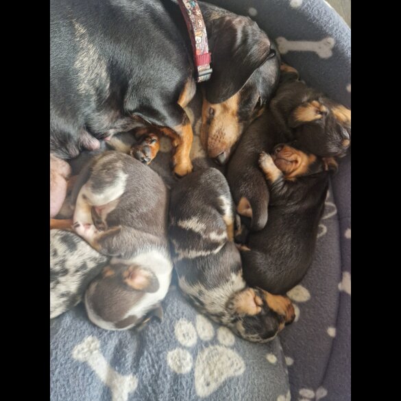 Dachshund (Standard &amp; Miniature) - Bitches