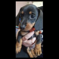 Dachshund (Standard &amp; Miniature) - Bitches