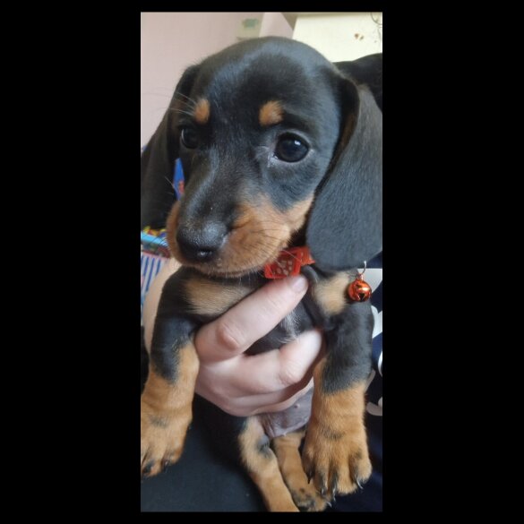 Dachshund (Standard &amp; Miniature) - Bitches