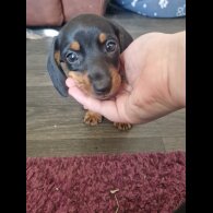 Dachshund (Standard &amp; Miniature) - Bitches