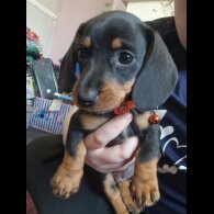 Dachshund (Standard &amp; Miniature) - Bitches