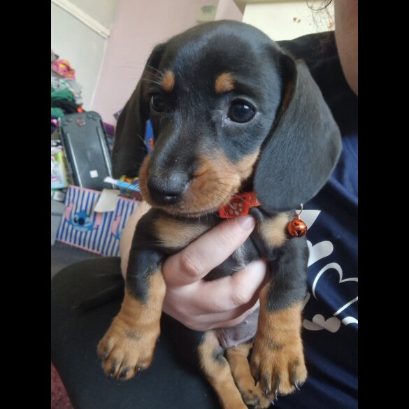 Dachshund (Standard &amp; Miniature) - Bitches