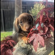 Dachshund (Smooth Haired) - Both