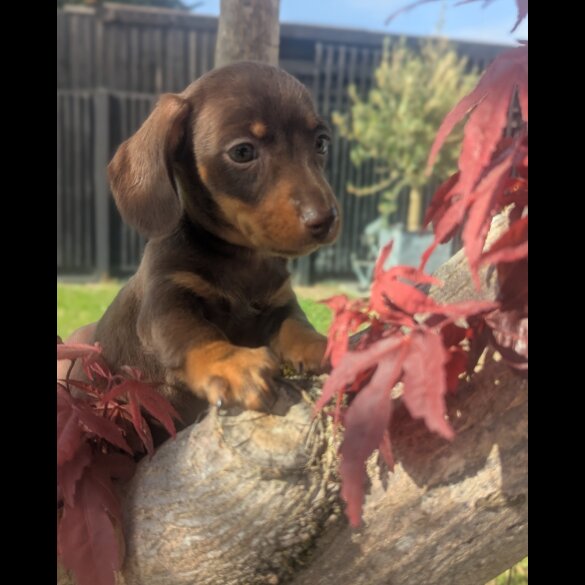 Dachshund (Smooth Haired) - Both