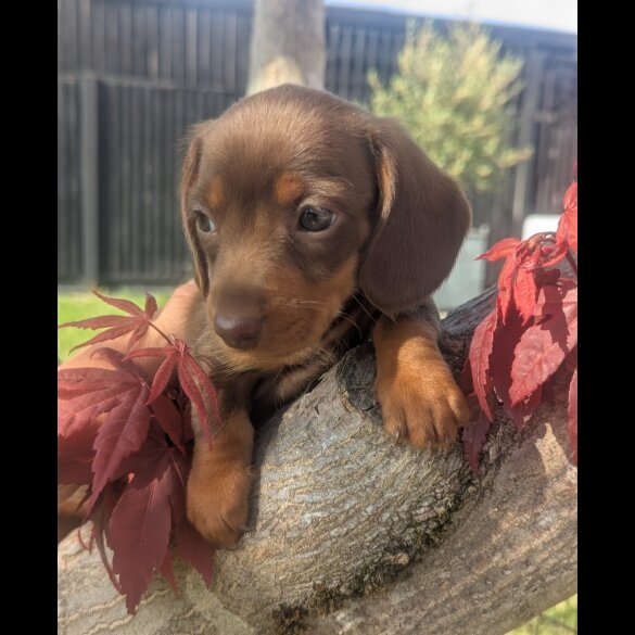 Dachshund (Smooth Haired) - Both