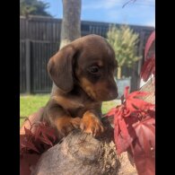 Dachshund (Smooth Haired) - Both