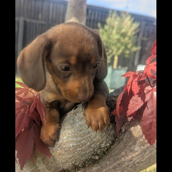 Dachshund (Smooth Haired) - Both