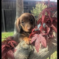 Dachshund (Smooth Haired) - Both