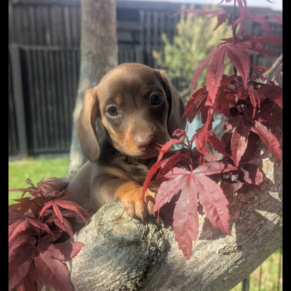 Dachshund (Smooth Haired) - Both