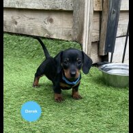 Dachshund (Smooth Haired) - Both