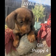 Dachshund (Smooth Haired) - Both