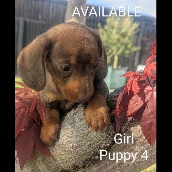 Dachshund (Smooth Haired) - Both