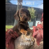 Dachshund (Smooth Haired) - Both