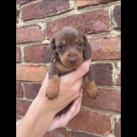 Dachshund (Smooth Haired) - Both