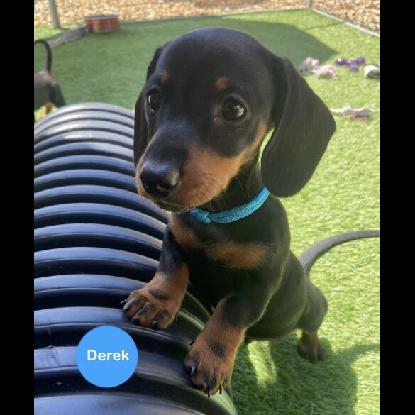 Dachshund (Smooth Haired) - Both