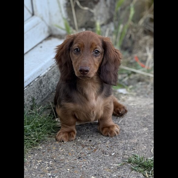 Dachshund (Smooth Haired) - Both