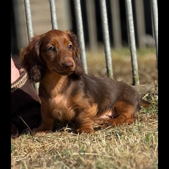 Dachshund (Smooth Haired) - Both